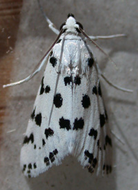 Spotted Pepperwort